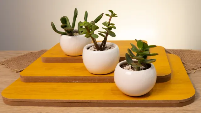 Varias plantas pequeñas en maceta preparadas como regalo, con tarjeta de mensaje