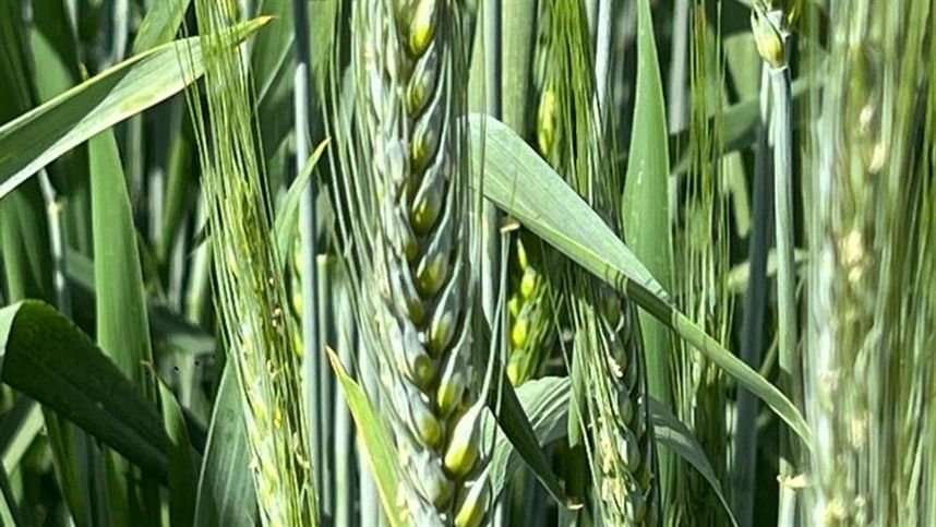 Cotações do trigo passam por correções na região Sul do Brasil