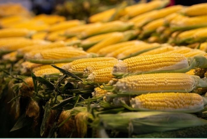 Cotações do milho permanecem sem grandes variações enquanto mercado aguarda definição da segunda safra