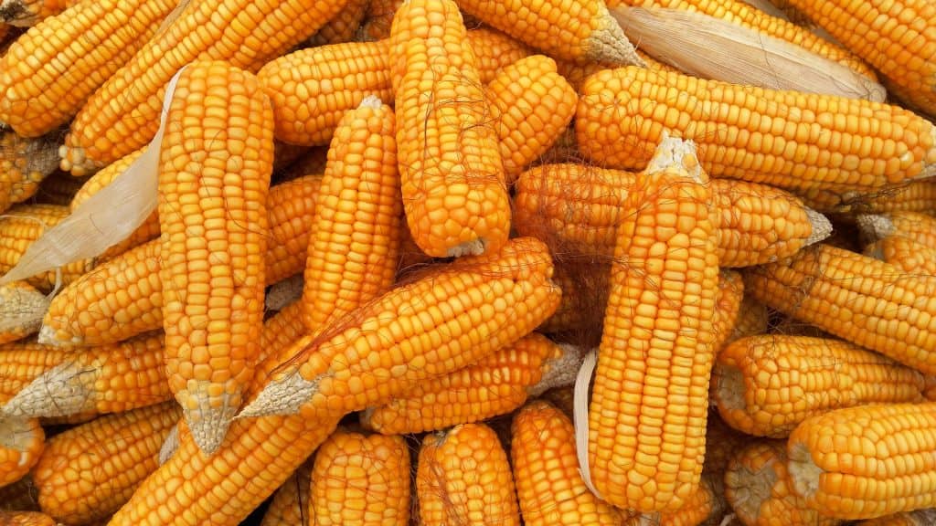 Oferta folgada pressiona preços do milho no mercado interno brasileiro