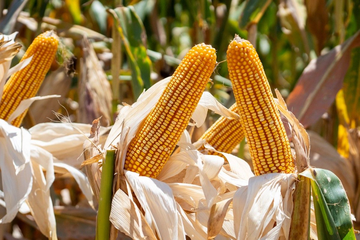 Ritmo de baixa do milho arrefece nas principais zonas de cultivo do Brasil