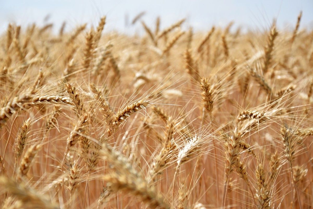 Conflito no Leste Europeu pressiona cotações do trigo no mercado internacional