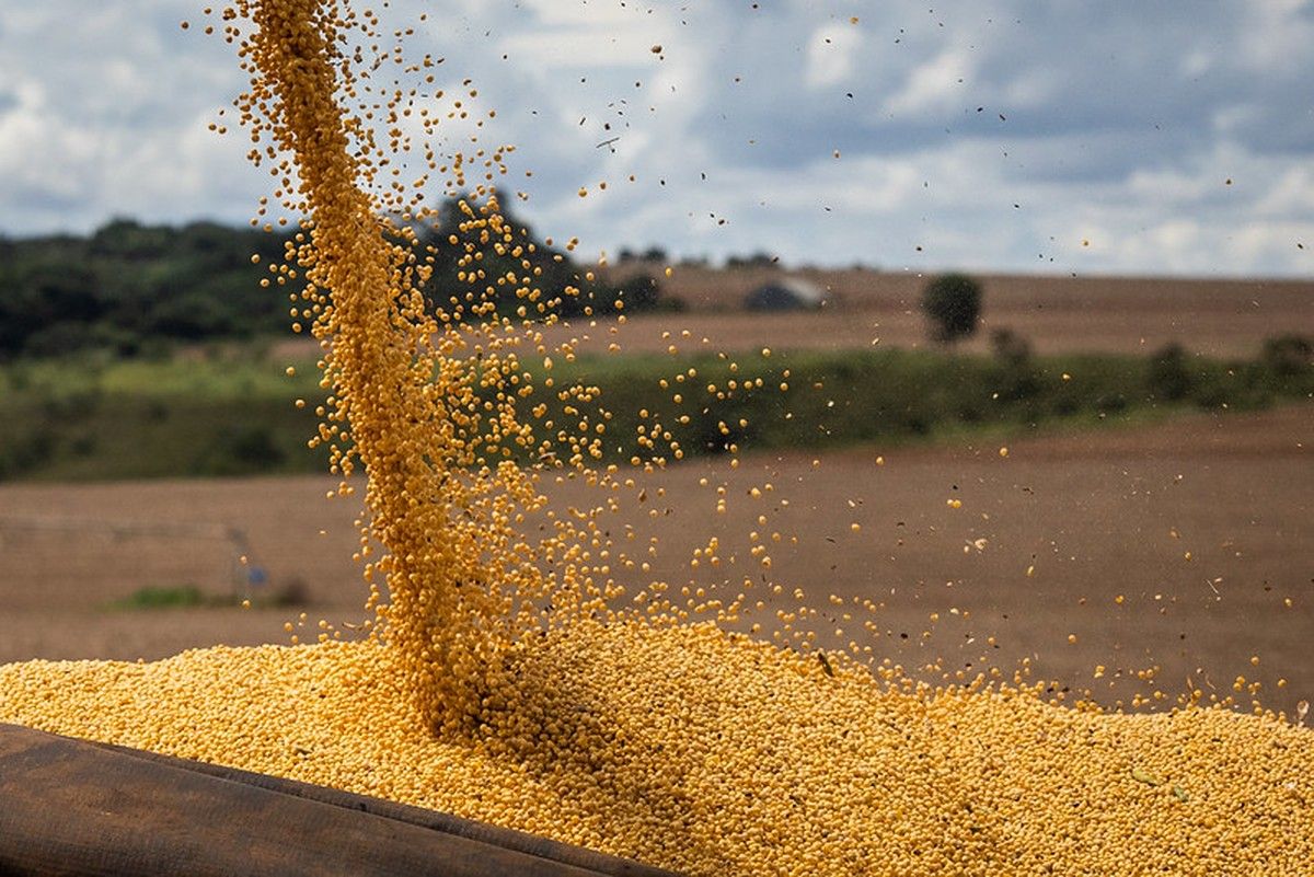 Cotações da soja acumulam perdas consecutivas no mercado brasileiro