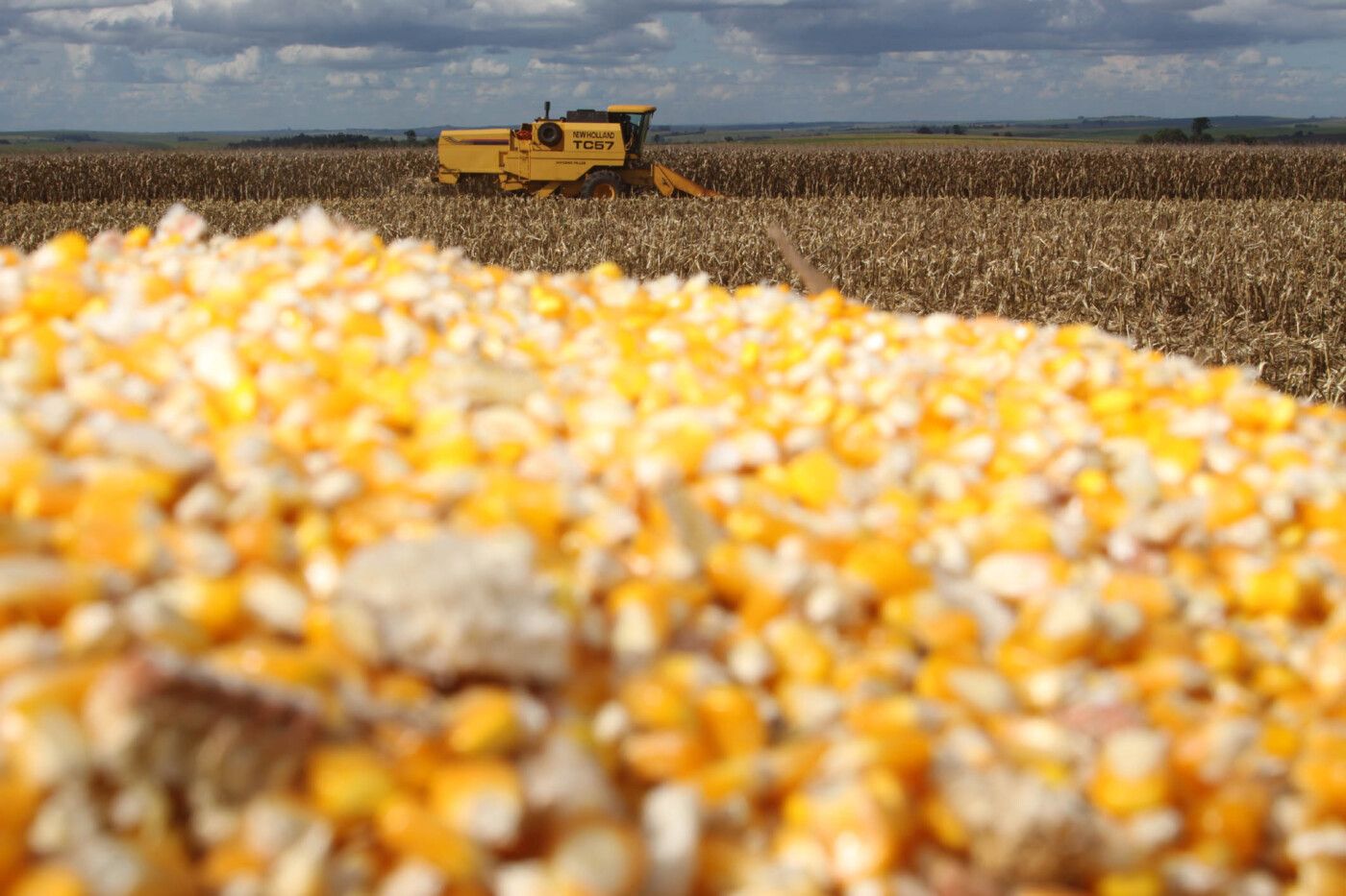 Cautela dos produtores em vender segura preços do milho no Brasil