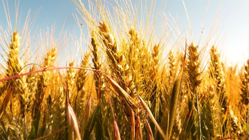 Trigo segue com tendência de valorização nos mercados doméstico e externo