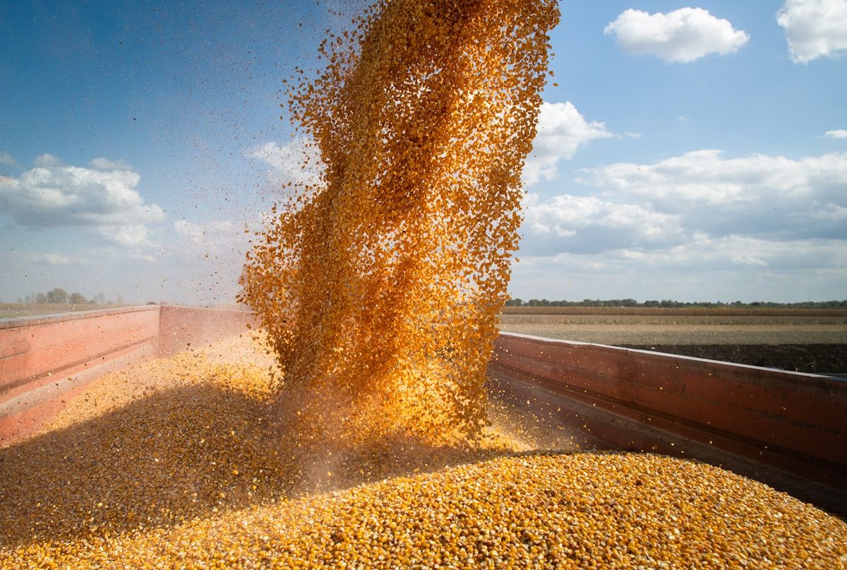 Relatório do USDA surpreende mercado e pressiona cotações do milho em Chicago