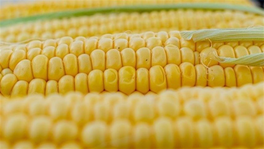 Oferta argentina de milho pressiona preços e acirra competição global