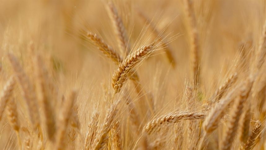 Trigo registra recuperação parcial de preço no período, mas ainda não alcança patamares do início do ano