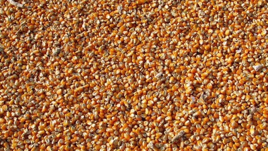 Milho perde valor no mercado interno em junho com oferta abundante pesando nas cotações