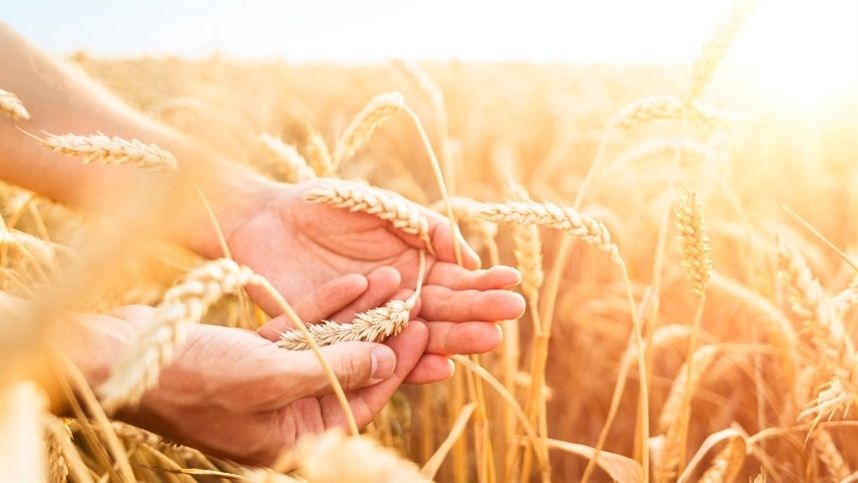 Trigo segue valorizado na região Sul e sustenta receita do produtor