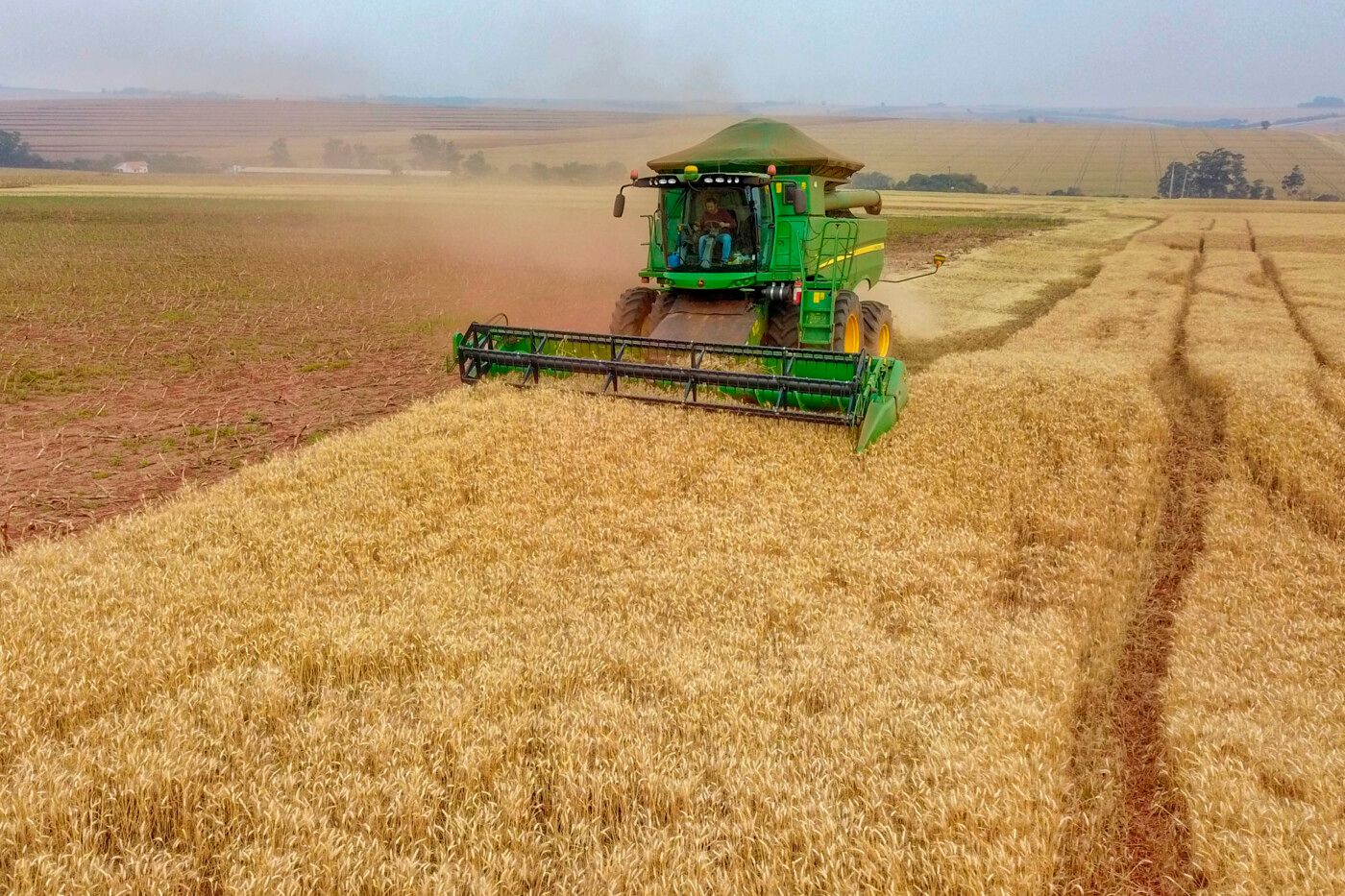 Trigo argentino ganha espaço no mercado brasileiro em julho com preços mais atrativos