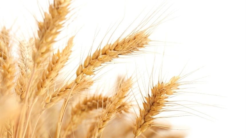 Cotações do trigo no mercado global acumulam perdas e pressionam receita do produtor