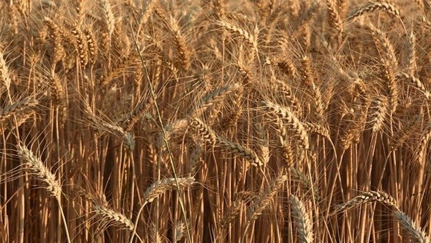 Oferta reduzida de trigo da safra anterior pressiona cotações para cima
