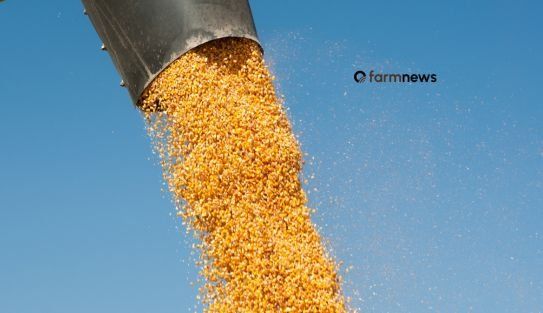 Grãos avançam em agosto enquanto mercado de bovinos opera com pouca variação