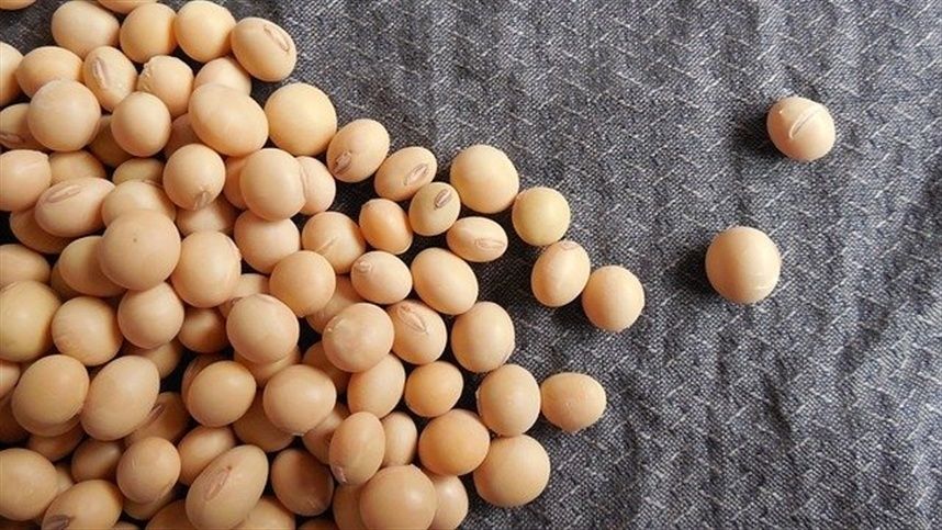 Cotação da soja em Mato Grosso registra pico em 2025