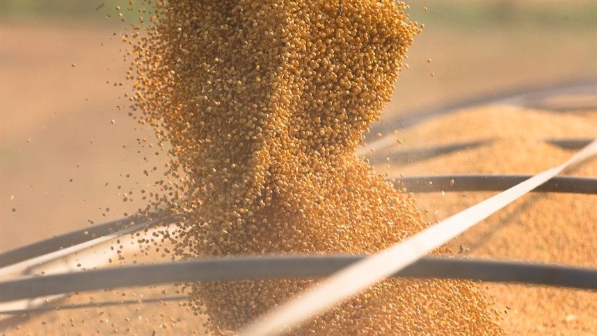 Soja atinge cotações máximas do ano no Brasil após forte valorização em Chicago