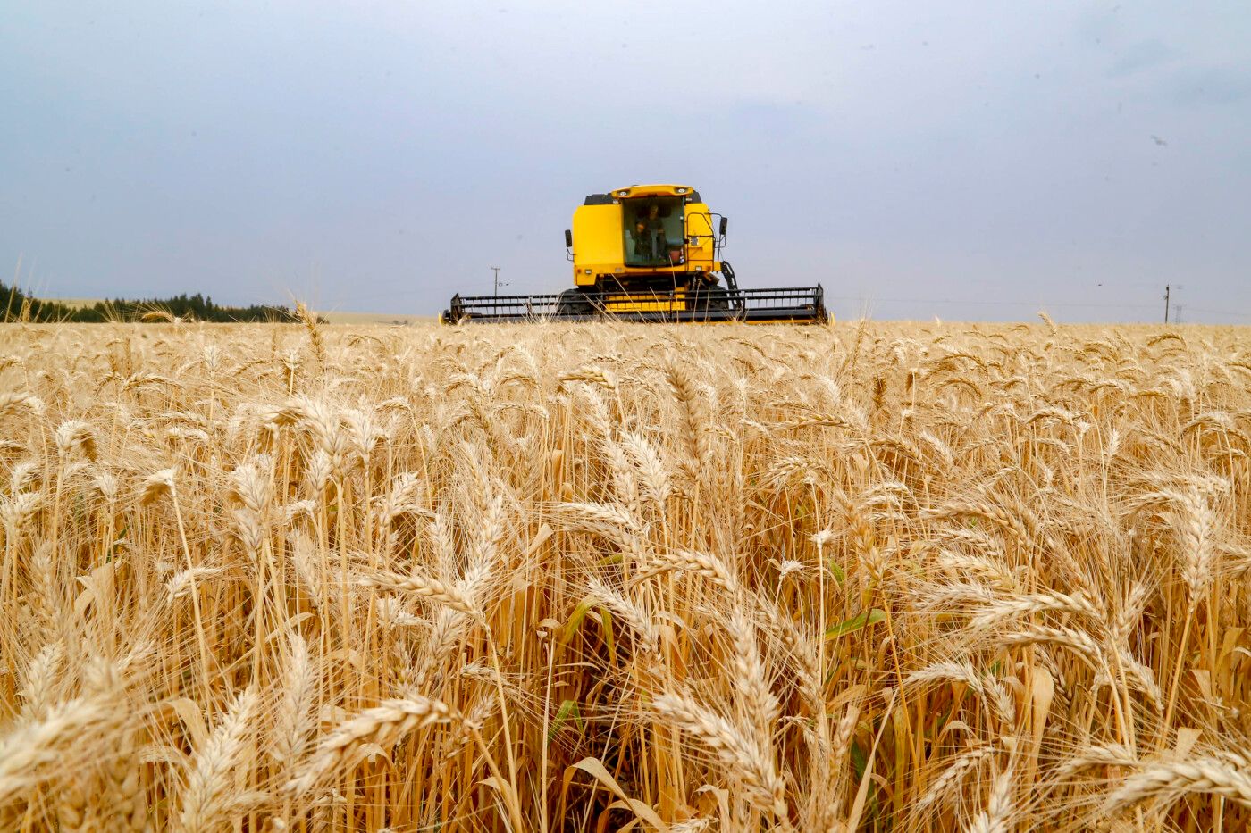 Cotações do trigo sobem para o produtor, mas excesso de chuvas ameaça volume da safra nacional