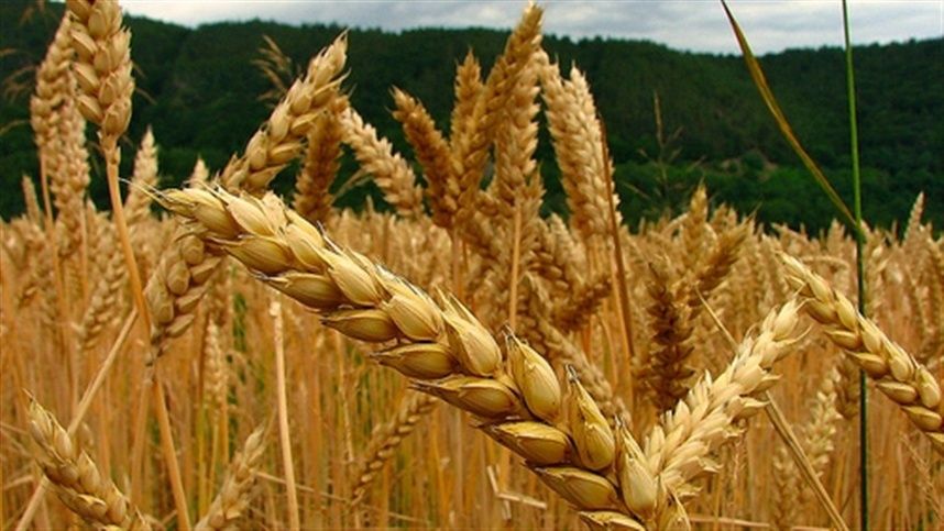 Queda na oferta interna de trigo abre caminho para alta de preços até 2027