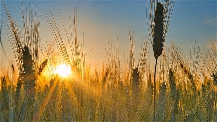 Fraco apetite comprador segura cotações do trigo no mercado interno