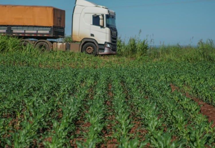 Custo de transporte corrói rentabilidade do milho sul-mato-grossense