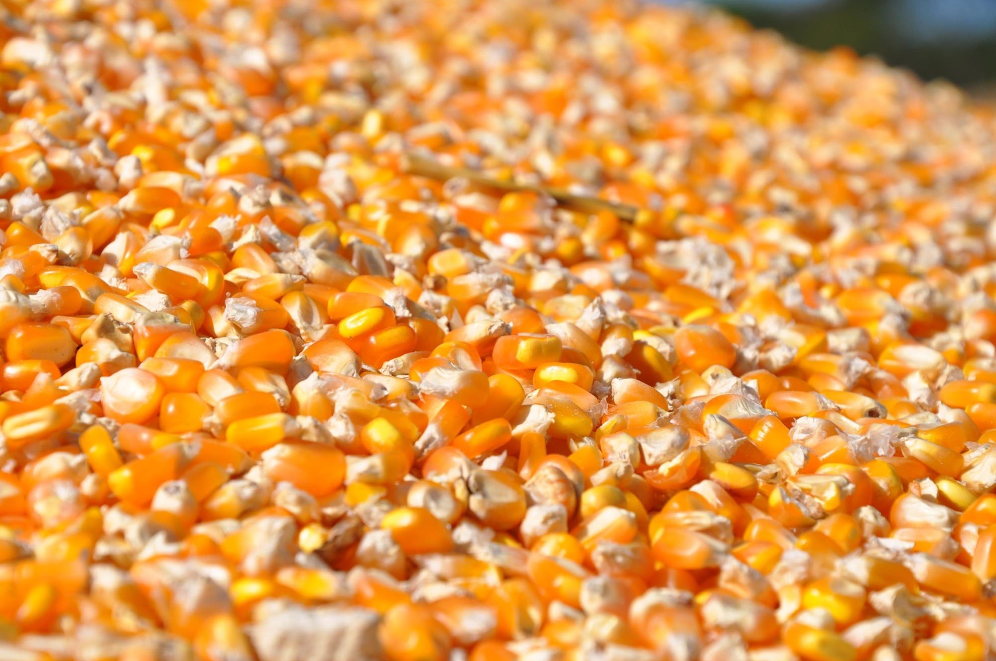 Queda nos estoques americanos de milho abre janela de valorização para produtores sul-mato-grossenses