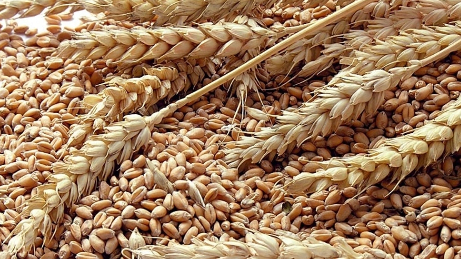 Condições climáticas adversas e baixa disponibilidade sustentam valorização do trigo no mercado interno