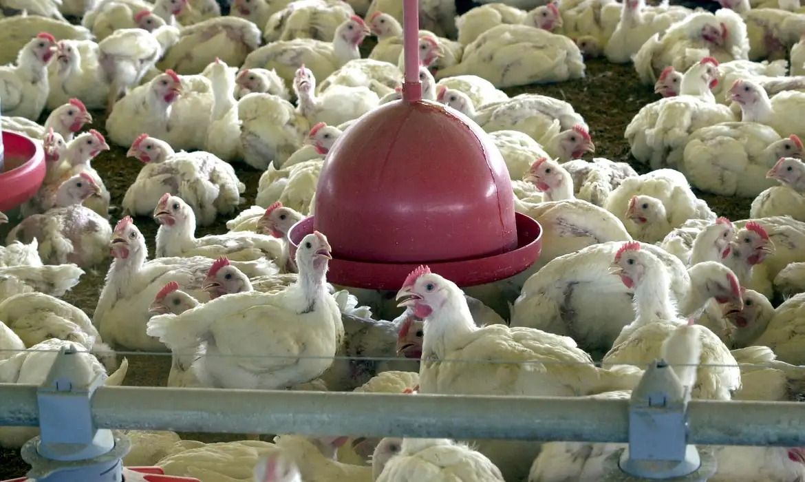 Setor avícola de Pernambuco estuda buscar milho da Argentina para se proteger da entressafra