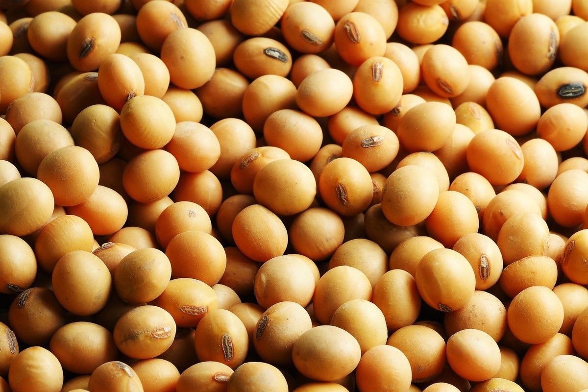 Cotações da soja avançam na maioria dos estados produtores do Brasil