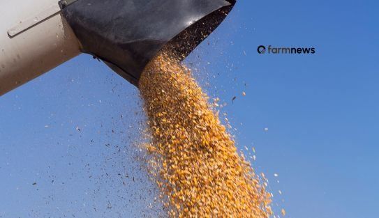 Divergência entre milho futuro e físico marca início de junho no mercado brasileiro