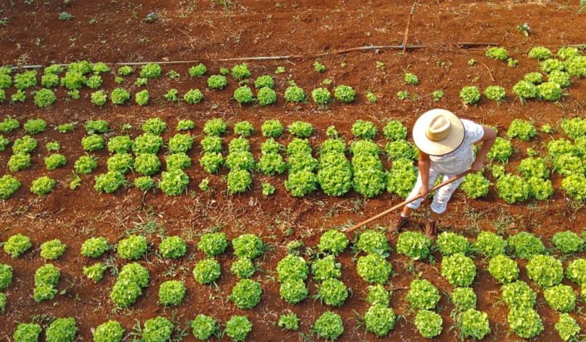 Governo assegura reembolso de frete a produtores rurais vinculados a programa de alimentação escolar