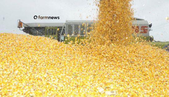 Divergência entre milho futuro e físico acende alerta no mercado