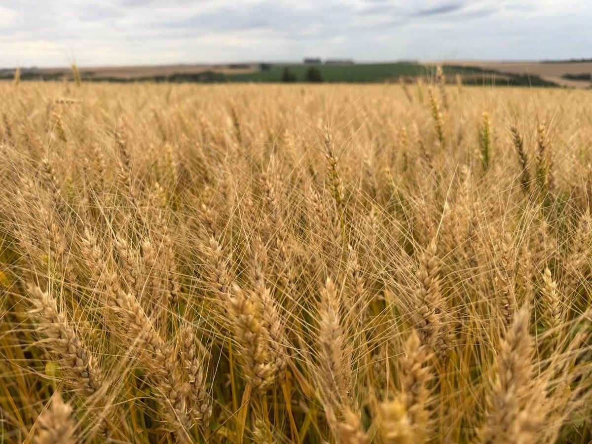 Cotações do trigo avançam no mercado doméstico com pressão externa