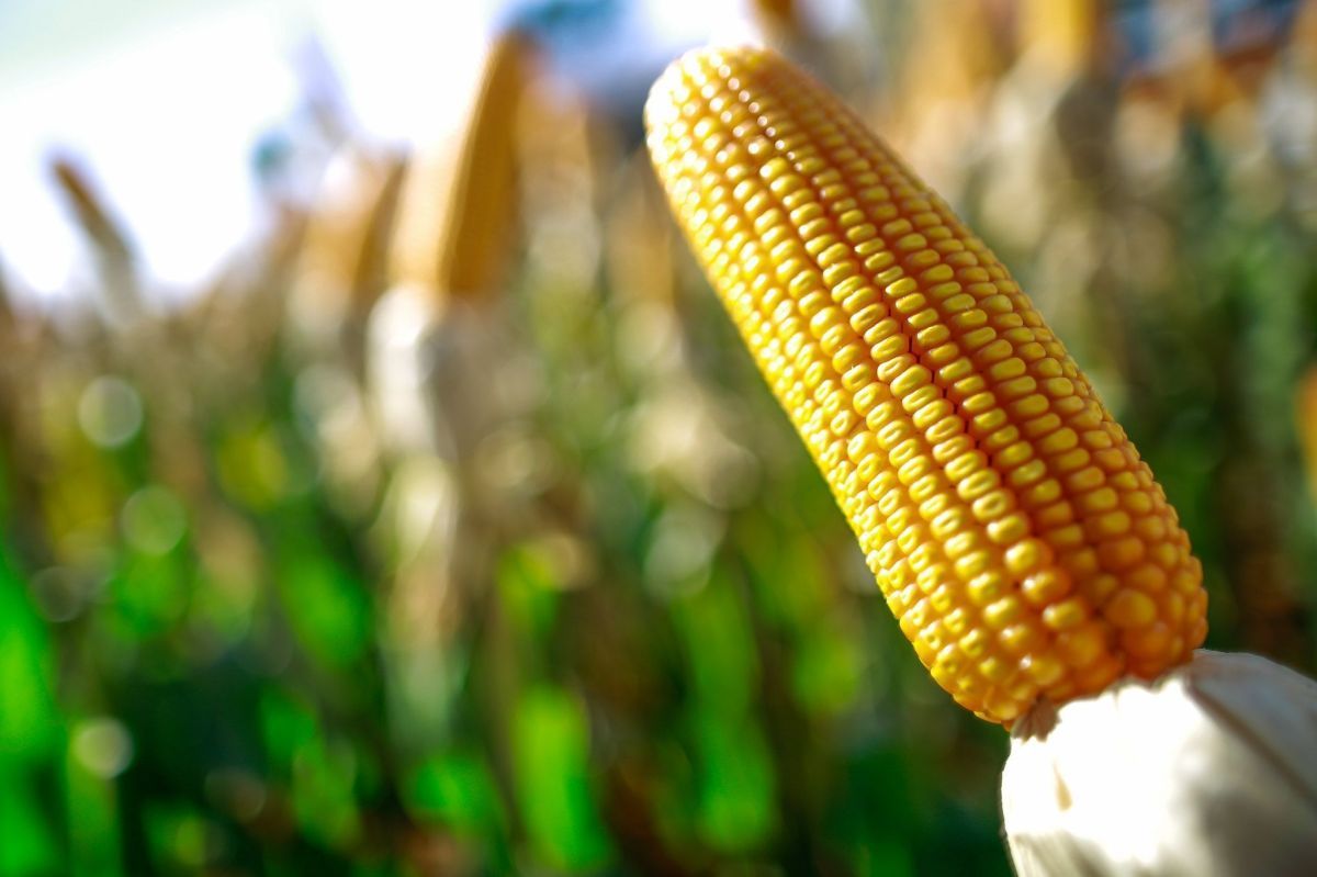 Perspectiva de colheita abundante derruba preços do milho no mercado interno