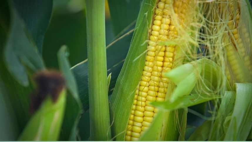 Cotações do milho tendem a se sustentar e exigem atenção do produtor
