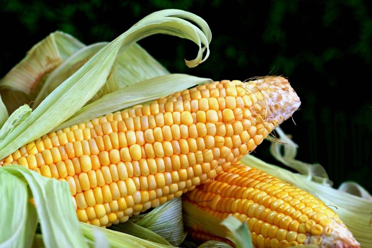 Festividades juninas impulsionam cotações do milho no Nordeste