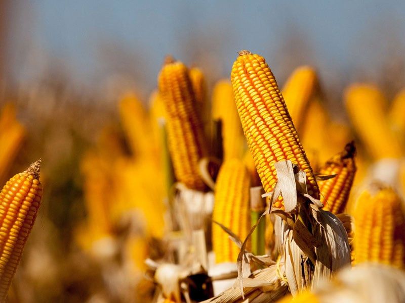 Demanda externa pelo milho brasileiro redefine a formação de preços e pode segurar cotações durante a colheita