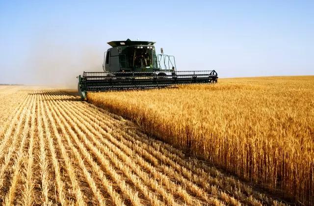 Exigências de qualidade impulsionam cotações do trigo ao fim de setembro