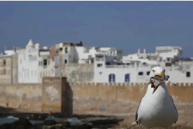 Full-Day Trip from Marrakech to Essaouira photo 3