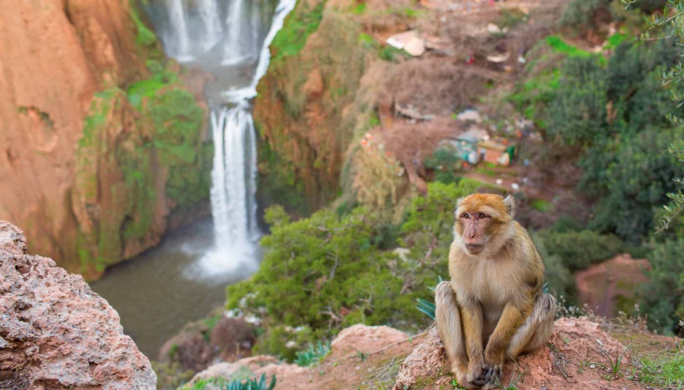 Ouzoud Waterfalls Day Trip from Marrakech photo 3