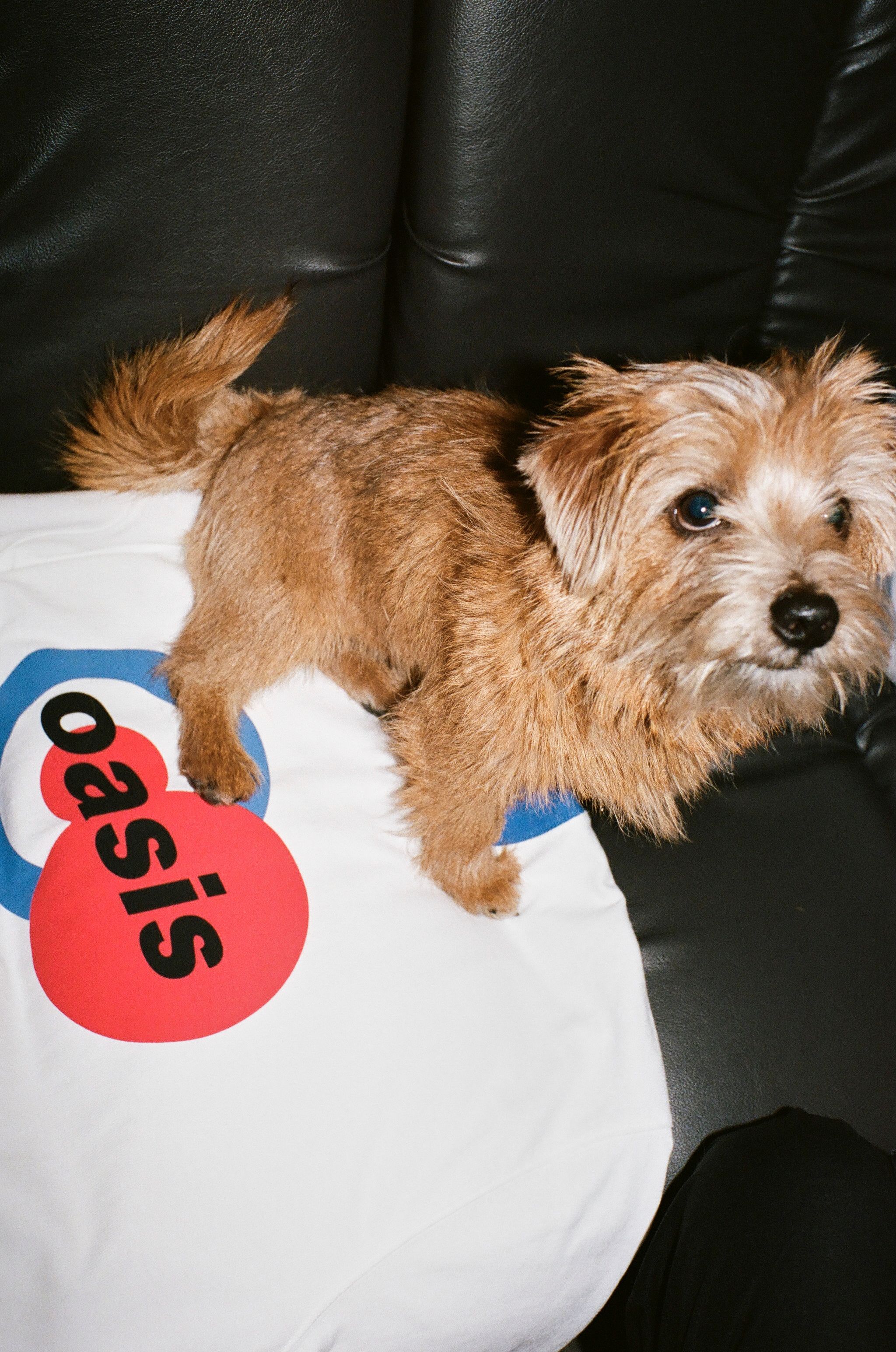PLEASURES x OASIS SS26: เมื่อ Knebworth กลับมาอยู่ในเสื้อผ้า 9