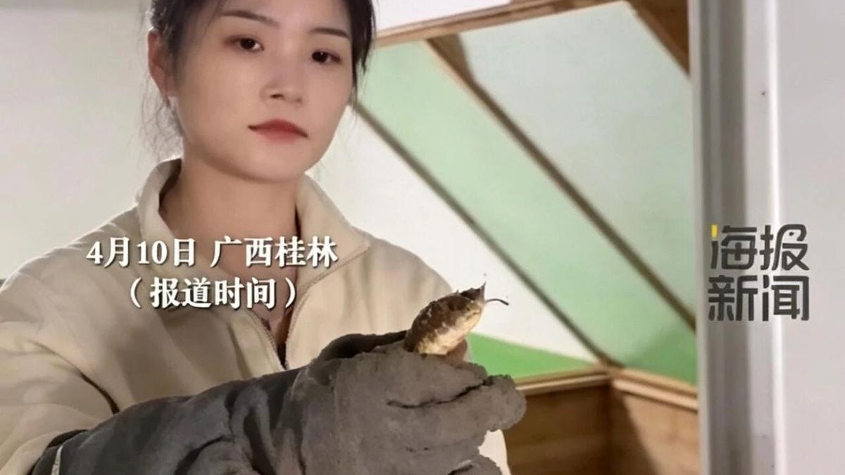 60,000 Venomous Snakes and a Viral Million RMB Claim