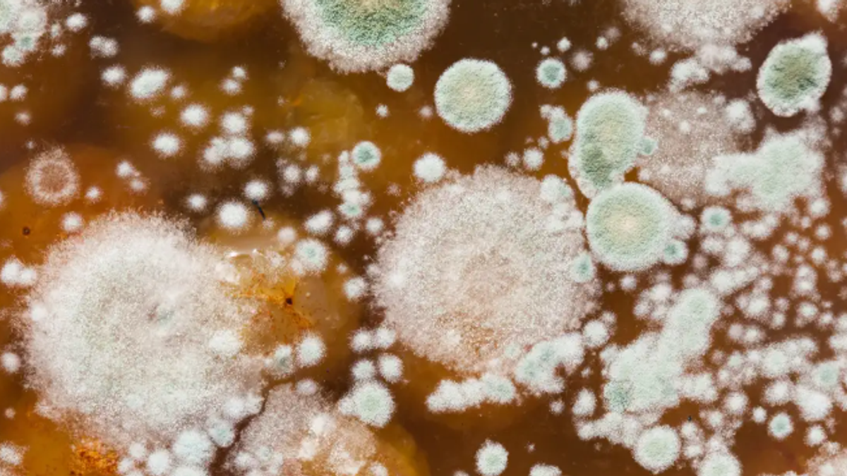 अमेरिका में Candida Auris फंगस को लेकर CDC की चेतावनी, अस्पताल में मरीज का प्रतीकात्मक दृश्य