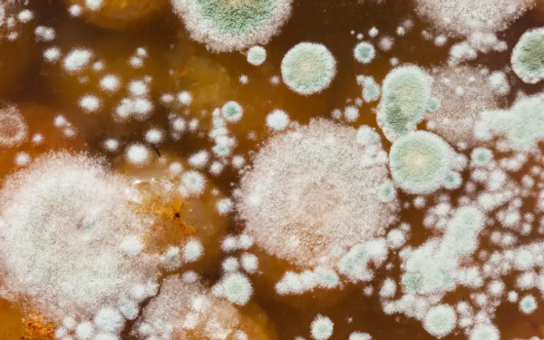 अमेरिका में Candida Auris फंगस को लेकर CDC की चेतावनी, अस्पताल में मरीज का प्रतीकात्मक दृश्य
