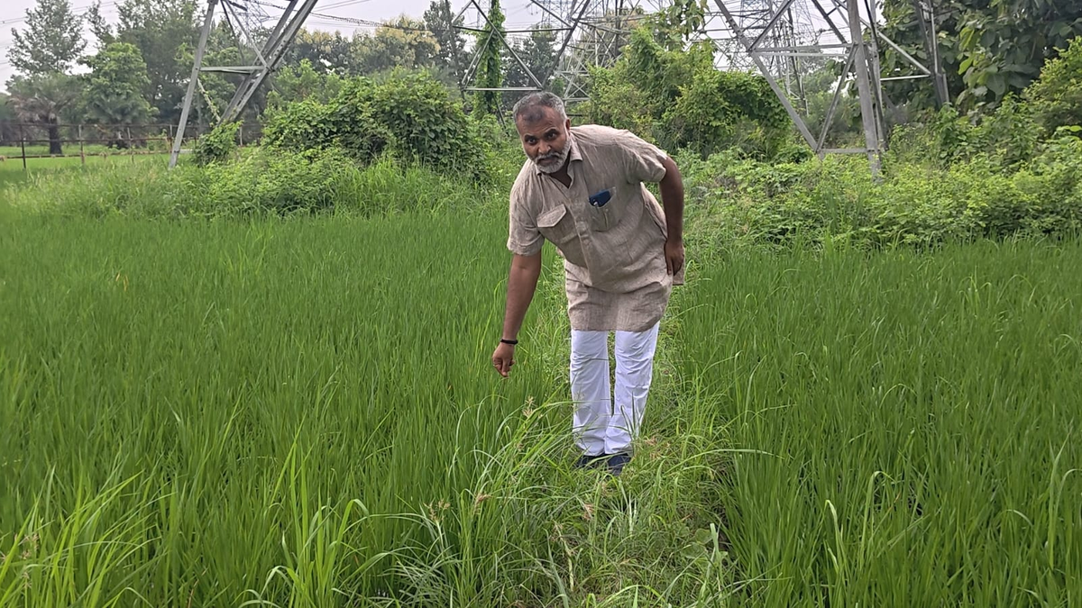 गयाजी में पहली बार 20 बीघे खेत में काला नमक राइस की अनोखी फसल लहलहाती हुई