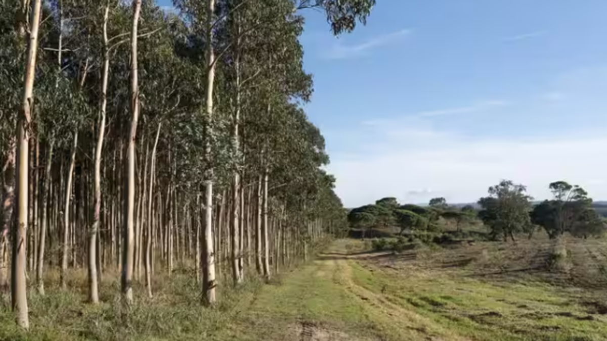यूकेलिप्टस के पेड़ों से भूजल और मिट्टी पर पड़ने वाले पर्यावरणीय प्रभाव को दर्शाता दृश्य