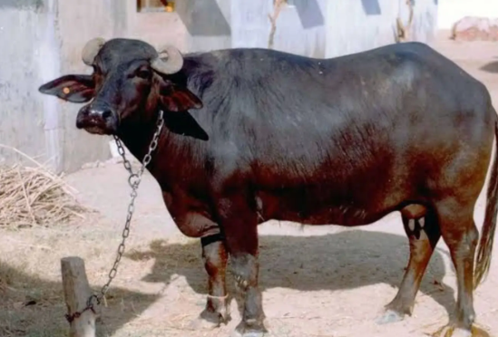 गया में भैंस के मालिकाना हक के विवाद के बीच DNA टेस्ट कराने का आदेश