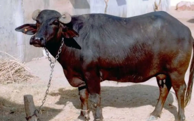 गया में भैंस के मालिकाना हक के विवाद के बीच DNA टेस्ट कराने का आदेश