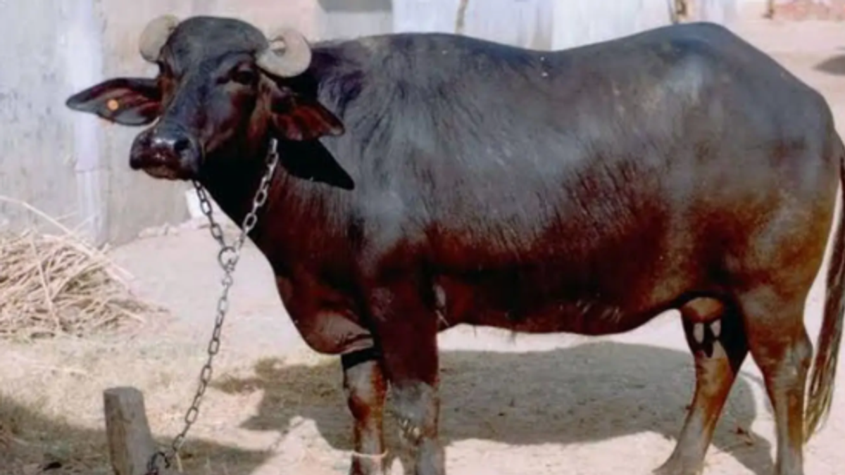 गया में भैंस के मालिकाना हक के विवाद के बीच DNA टेस्ट कराने का आदेश