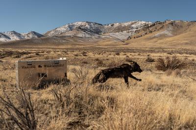 LAS23F, the Beyem Seyo Pack’s breeding female, is released close to where she was captured by a helicopter team in January 2025, after being collared. Photo by Malia Brytus, California Wolf Project.