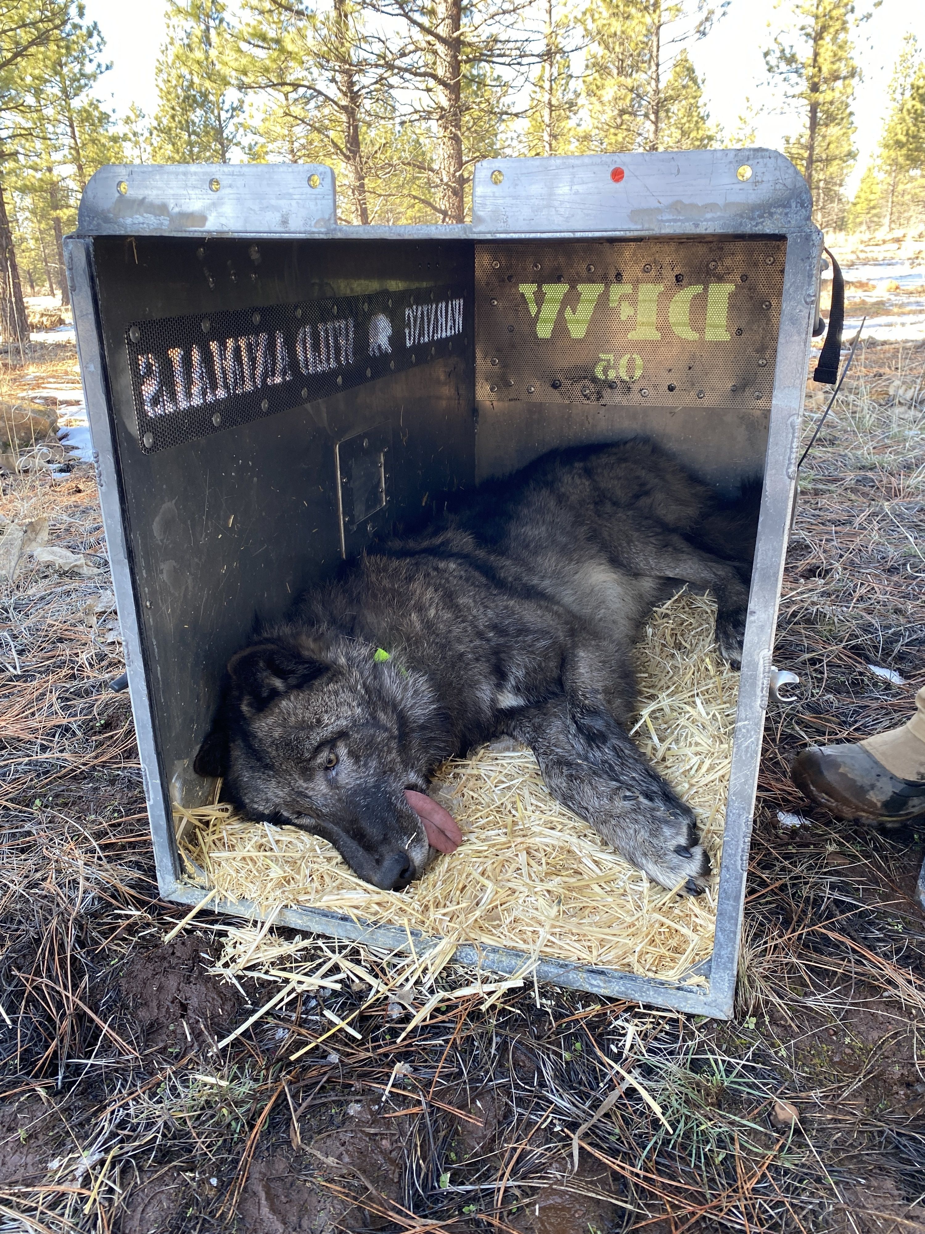 A sedated gray wolf after being collared. Credit: CDFW.